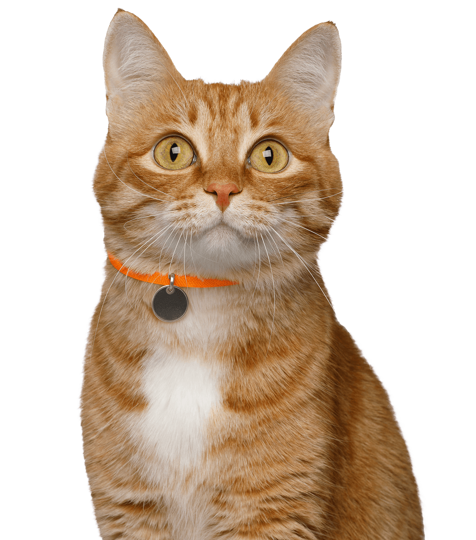 Orange Cat
