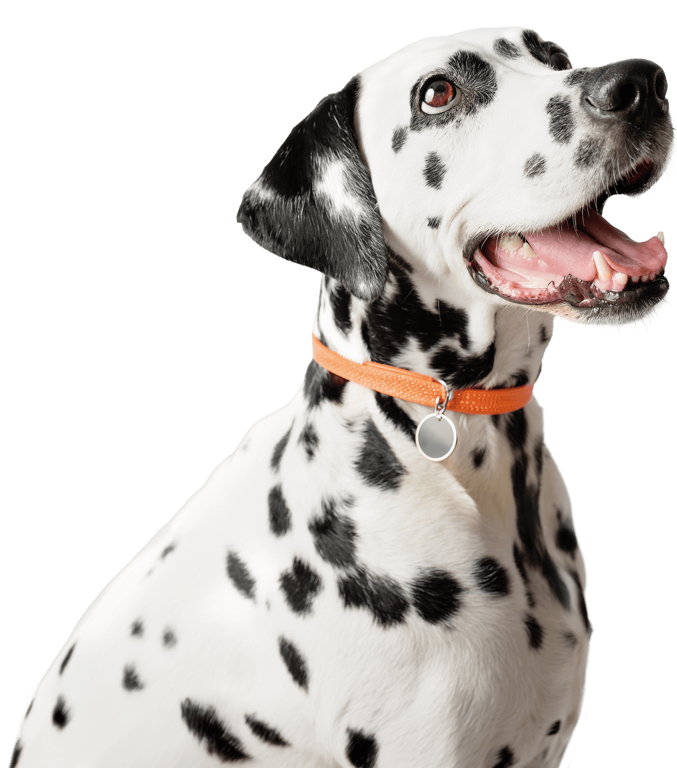 Dalmation
