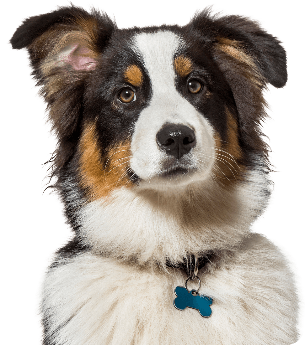 Tricolour Australian Sheppard