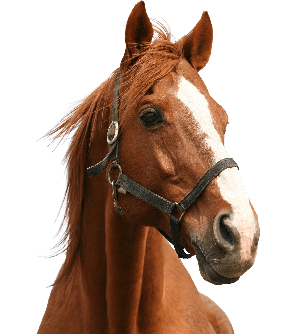 Brown Horse